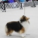 골든베릴셀티 이미지