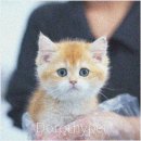 도로시 펫 이미지