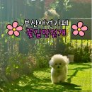 다대2동-1 | 부산애견카페 다대포 실내외 애견카페