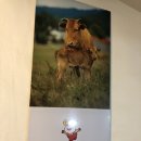 화지회관 식육식당 이미지