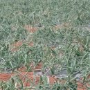 다래골농장 이미지