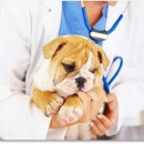 레알피부전문동물병원 이미지