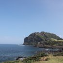 물고기나무 이미지