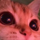 카페핀치