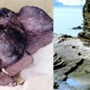 공룡화석지 이미지