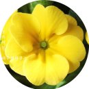 프리지어 꽃향기가 나는 프리뮬러 줄리안 노란색 만개 이미지