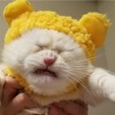 사대부 이미지