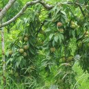 독립유공자 추모탑 이미지