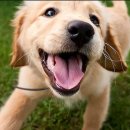 웃는 강아지 이미지