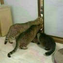 모보 티스토리