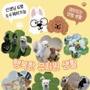 좋은유치원 | 안산애견유치원 안산강아지유치원 리얼 후기좋은 댕봄!