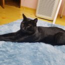 펫택시119 이미지