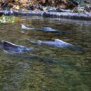 (주)연어 이미지