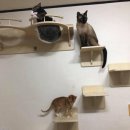 냥이의꿈 이미지