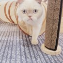 묘랑 고양이 전문호텔 이미지