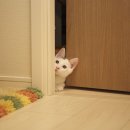 예광실사