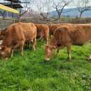 녹색한우농장 이미지