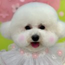 러블리 댕댕 이미지