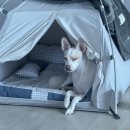 댕바이댕 이미지