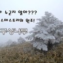 크리스마스 트리 이미지