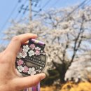 아디다스(함양점) | 2026 합천 벚꽃마라톤 하프 후기