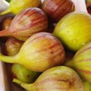 영오농장 이미지