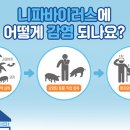 코로나 이후 5년만에 1급 감염병 지정 예정인 니파바이러스 이미지