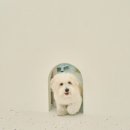 춘복살롱 이미지