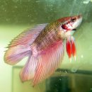 베타, 베타의 종류 (Betta splendens) 이미지