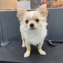 Re Pet 애견샵 이미지