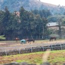 명성목장 이미지