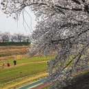 조천변 벚꽃길 이미지