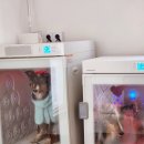 뽀야 이미지