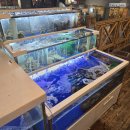 서부(좌) | 수원 해산물포차 오군포차 성대점 겨울 별미 석화찜 후기