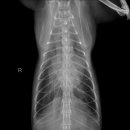 24시잠실ON동물의료센터 이미지