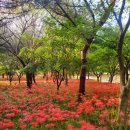 9월23일 월요일 제244차 정기 ⛰️ 전북 고창 선운산(336m)수리봉.천마봉 상사화군락지 🌸 산행(블야100대,산림청100대 이미지