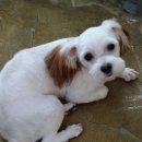 왈왈애견미용샵 이미지