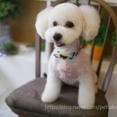 구름 펫 살롱 이미지