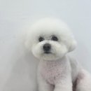 뽀송뽀송 애견미용 이미지