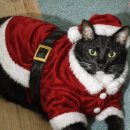 냥냥이네 이미지