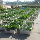 서울금옥초등학교 이미지