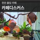 카페디스커스 | 천안 불당 카페거리 물고기와 고양이가 있는 카페디스커스 방문 후기