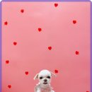 이로애견미용실 이미지