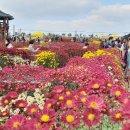 서산시, 제24회 서산국화축제 열린다!(김면수의 정치토크) 이미지