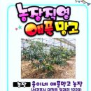 나왔다농장 | 제주 애플망고 선물 후기 여름 선물용 프리미엄 애플망고 농장 제주직배송