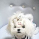 미스터독 이미지