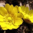 아도니스 이미지