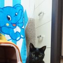 우주냥스타 이미지