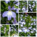 로벨리아(lobelia) 이미지