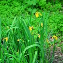 창포농장 이미지